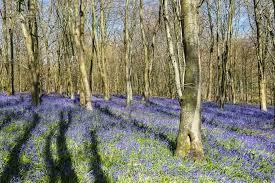 sus bluebell woods
