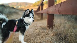 miniature husky what to know about
