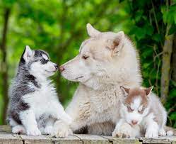 Siberian husky is also a very popular breed in the canine world. Pictures Of Huskies An Amazing Gallery Of Siberian And Alaskan Dogs And Pups