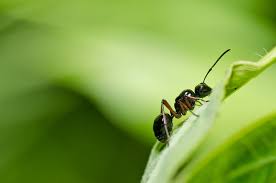 Get Rid Of Ants In A Vegetable Garden
