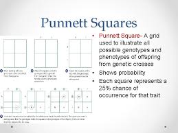 The punnett square is a square diagram that is used to predict the genotypes of a particular cross or breeding experiment. 5 2 Studying Genetic Crosses Sbi 3 U