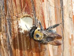 Female carpenter bees create their nest in wood, using their strong jaws to chew through porches, doors, and other wooden materials. Carpenter Bees Drill Holes Lay Eggs In Wooden Structures Caes Newswire