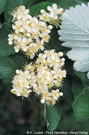 Sorbus mougeotii Soy.-Will. & Godr.
