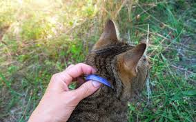 top 5 best flea collars for your cat