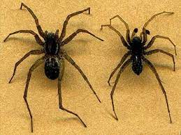 female spiders steemit