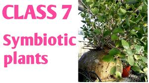 symbiotic plants cl 7 in hindi