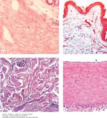 Connective Tissue Junqueiras Basic Histology Text And