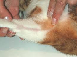 therapy for feline allergic dermais