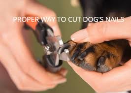 proper way to cut dog s nails safe
