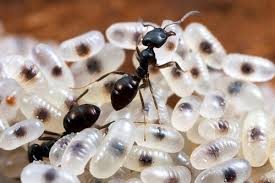 how to get rid of ants pestxpert
