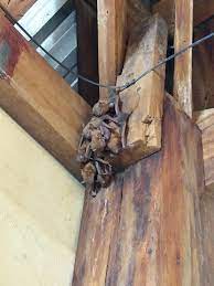 How To Get Rid Of Bats In Attic