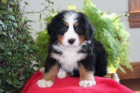 Willow Brook Bernese Mountain Dogs