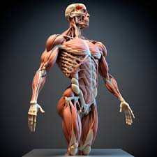 human anatomy model images browse 78