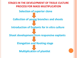 Mass Multiplication Procedure For Tissue Culture And Ptc