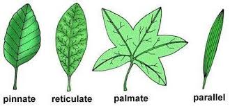 pick up any five leaves try to identify