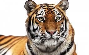 tiger face tiger transpa background