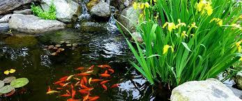 how to overwinter pond fish