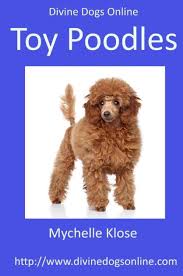 divine dogs toy poodles by