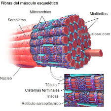 retículo endoplasmático liso