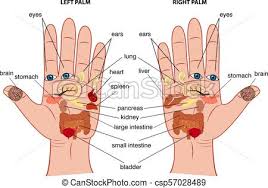 Hand Reflexology Chart Vector Illustration