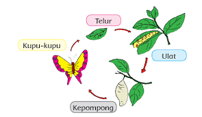 Kunci jawaban ini ada di buku tematik terpadu kurikulum 2013 edisi revisi 2018. Kunci Jawaban Tematik Kelas 3 Tema 1 Halaman 125 128 Dan 129 Operator Sekolah