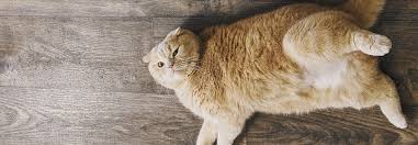 Find the equivalent human age of your cat using our cat years chart. 18 Easy Ways To Help Your Cat Lose Weight Gallant