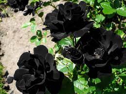 explore black roses meaning do they