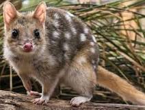 Image result for quolls