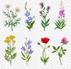 Realistic Wildflower Icons Set On