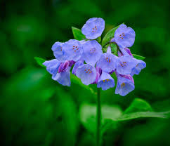 Virginia Bluebells Plant: How to Grow and Care for Virginia Bluebells