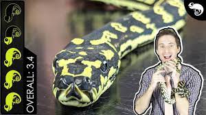carpet python the best pet snake