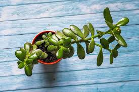 how to propagate a jade plant