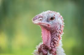 Türkiye) is a country located on the mediterranean region of eurasia, in spite of the fact that it is often associated as part of western asia, respectively, due to the social and religious affiliation, even though it is culturally sometimes considered european. Adopt A Turkey Farm Sanctuary