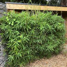 If you want to refrain from erecting a fence along your property line, consider using some of these plants for screening. Ideas Advice Plants For Screening And Privacy Big Plant Nursery Twyford Berkshire For All Your Garden Plants