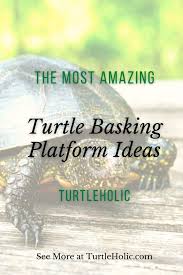 The Most Amazing Turtle Basking Platform Ideas TurtleHolic
