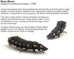 the glow worm lyris noctiluca