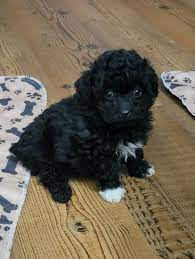 oldfield hobby breeding toy poodle
