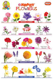 Krazy Flowers Chart Manufacturer Exporters From India