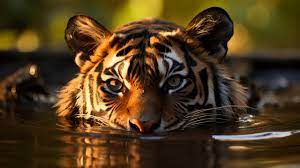 tiger swimming 4k wallpaper