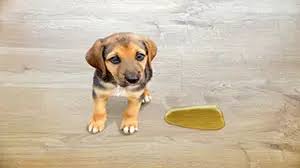 hardwood floors from dog urine