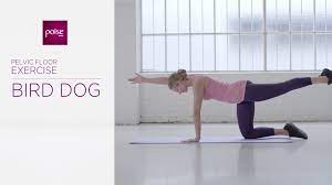 pelvic floor exercises videos kegel