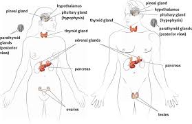 Endocrine Organs And Hormones The Endocrine System Mcat