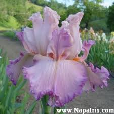 tall bearded iris petal pushers
