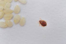 on bed bugs pest control