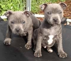 Here for sale is luna a 5 month old blue staffy (20.06.2020) advertising on behalf of my brother and his partner who misjudged how hard work it would be. Puppies For Sale Dogs In Australia Staffordshire Bull Terrier Puppies Staffy Pups Puppies