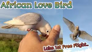 first free flight african love bird