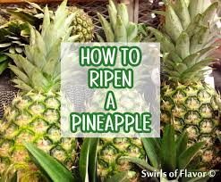 how to ripen a pineapple swirls of flavor