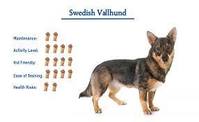 The swedish vallhund is a chirpy little working dog, in which the herding instinct is still very evident. Swedish Vallhund Dog Breed Everything You Need To Know At A Glance