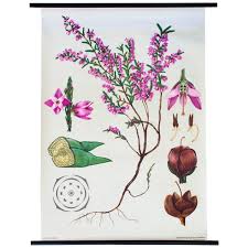 Wall Chart Daphne Flower By Jung Koch And Quentell For