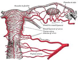 Female internal iliac artery branches. The Common Iliac Arteries Human Anatomy